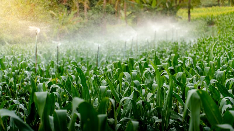 Irrigation Sprinkler Installation